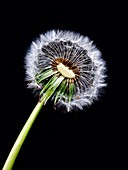 Dandelion seed head