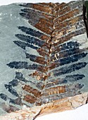 Pecopteris cyathea,fossil plant