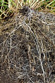 Roots of Common Bent (Agrostis tenuis)