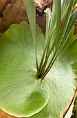 Staghorn fern (Platycerium bifurcatum)