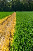 A cross-field public footpath