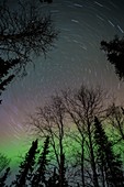 Star trails and Aurora over trees