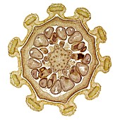Corncockle seed capsule,light micrograph