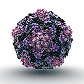 Coxsackie virus particle,artwork