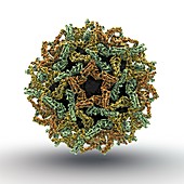 Yellow fever virus particle,artwork