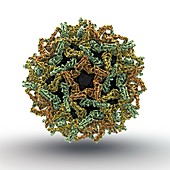 Yellow fever virus particle,artwork