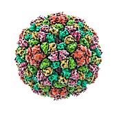 Bacteriophage particle,artwork