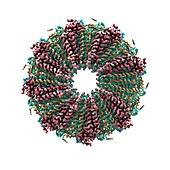 Tobacco mosaic virus proteins,artwork