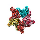 HIV capsid proteins,artwork