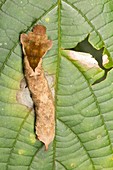 Amazonian caterpillar on a leaf