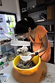 Researcher preparing plant samples