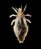 Female body louse