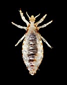 Male body louse