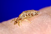 Male body louse feeding