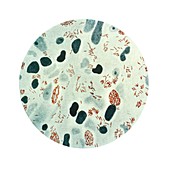 Mycobacterium leprae,light micrograph