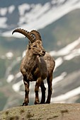 Alpine ibex