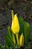 Cuckoo pint (Arum maculatum)