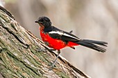 Immature Crimson Breasted Shrike