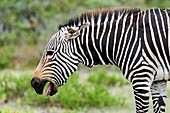 Submissive Cape Mountain Zebra