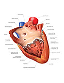 Heart atrium and ventricle,artwork
