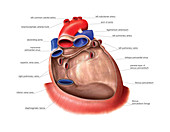 Heart and pericardium,artwork