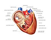 Heart atrium and ventricle,artwork