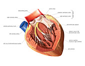 Heart,left ventricle,artwork