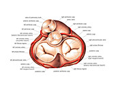 Cardiac valves of the heart,artwork
