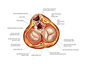 Cardiac valves in Systole,artwork