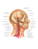 Head and Neck Arterial System,artwork