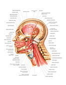 Head and Neck Arterial System,artwork