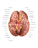 Arterial System of the Brain,artwork