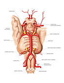 Arteries of the Brain base,artwork