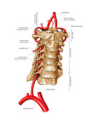 Vertebral Artery,artwork