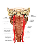 Arterial system of the neck,artwork