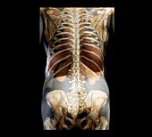 Healthy spine,3D CT scan