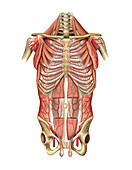 Arterial system of Thoraco-abdominal wall