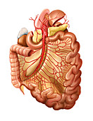 Arterial system of the intestines