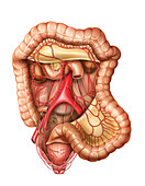 Arterial system of the intestines