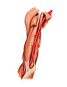 Arterial system of the shoulder,artwork