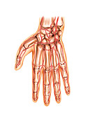 Arterial system of the hand,artwork