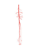Arterial system of the leg,artwork