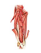 Arterial system of the thigh,artwork