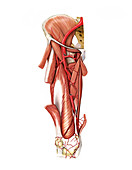 Arterial system of the thigh,artwork