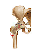 Arterial system of the hip,artwork