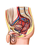 Vascular anastomosis,pelvic cavity