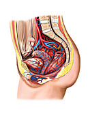 Vascular anastomosis,pelvic cavity