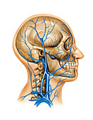 Venous system of the head and neck
