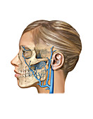 Venous system of the head and neck