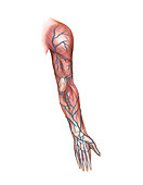 Venous system of the upper limb,artwork